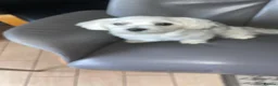 Maltese dogs for sale: Maltese Male - Advert 1