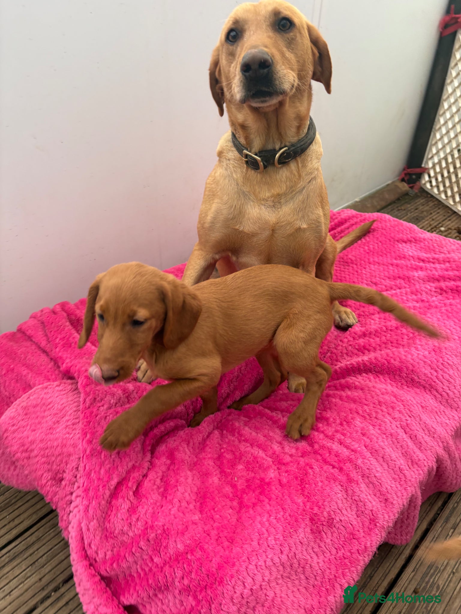 Labradoodle dogs Beautiful Labradoodle Puppies  - Advert 1