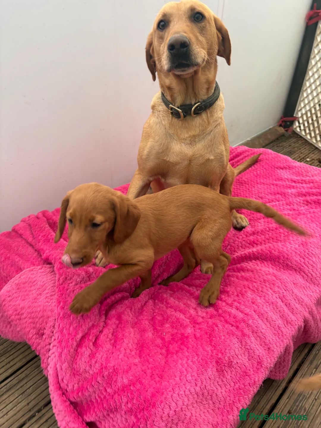 Labradoodle dogs for sale: Beautiful Labradoodle Puppies  - Advert 1