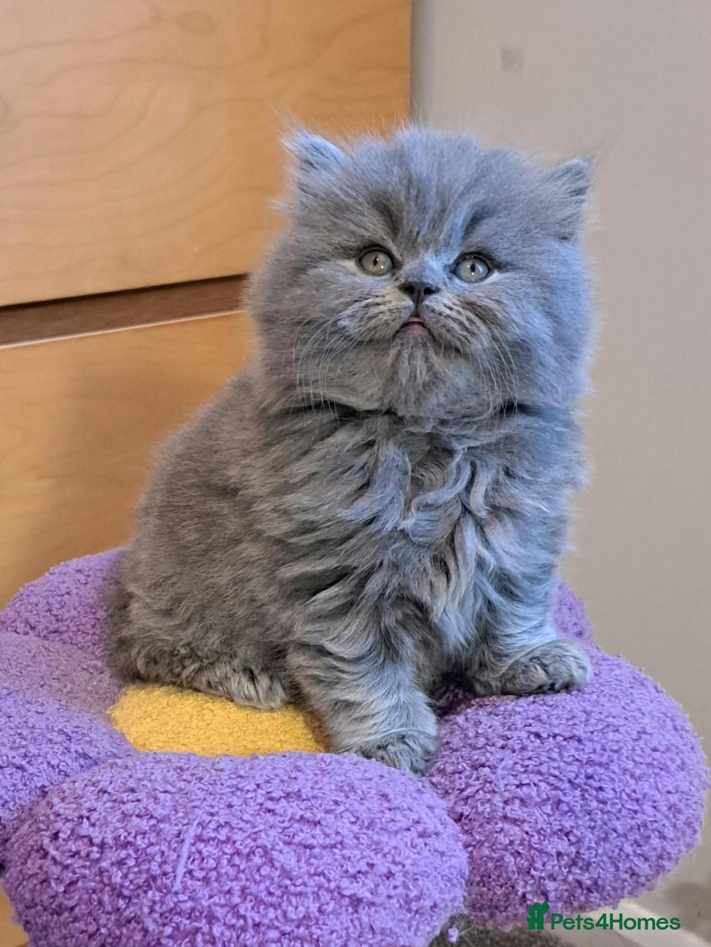 British Longhair cats Gorgeous BLH&BSH kittens - Advert 2