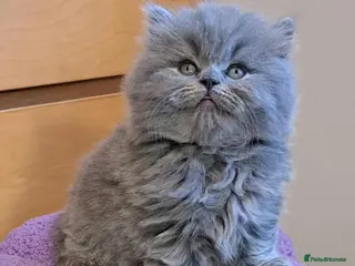 British Longhair cats Gorgeous BLH&BSH kittens - Advert 2
