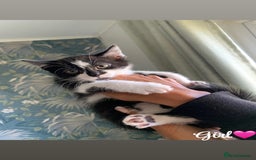 Mixed Breed cats for sale: 6 gorgeous kittens😍Ready Now - Image 9