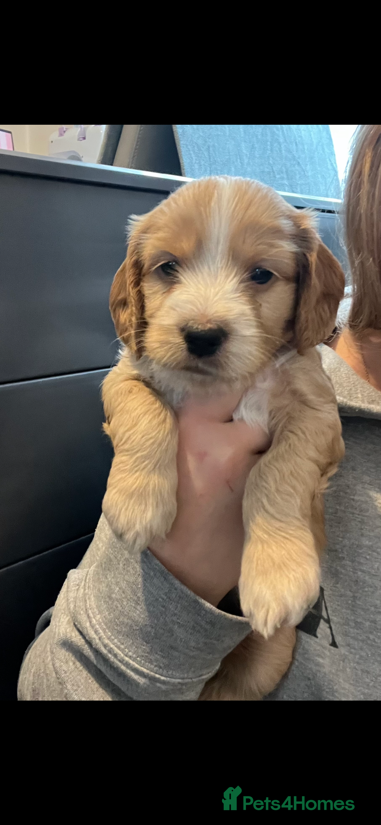Cockapoo dogs F1b cockapoo puppies  - Advert 11