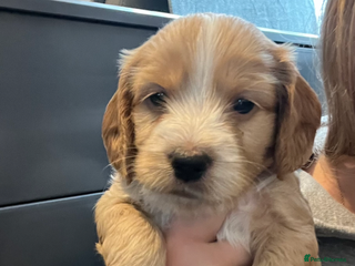 Cockapoo dogs F1b cockapoo puppies - Advert 10