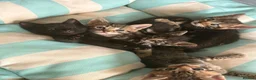 Mixed Breed cats for sale: Gorgeous male kittens  - Advert 10