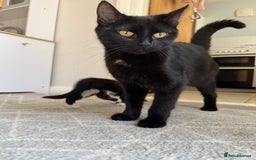 Mixed Breed cats for sale: Kitten for sale  - Image 3