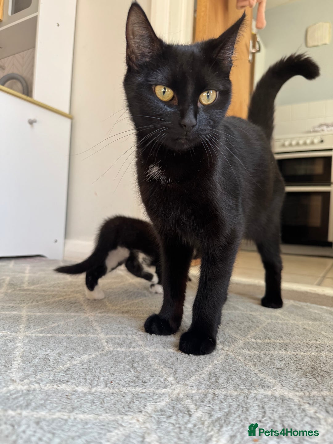 Mixed Breed cats for sale: Kitten for sale  - Image 3