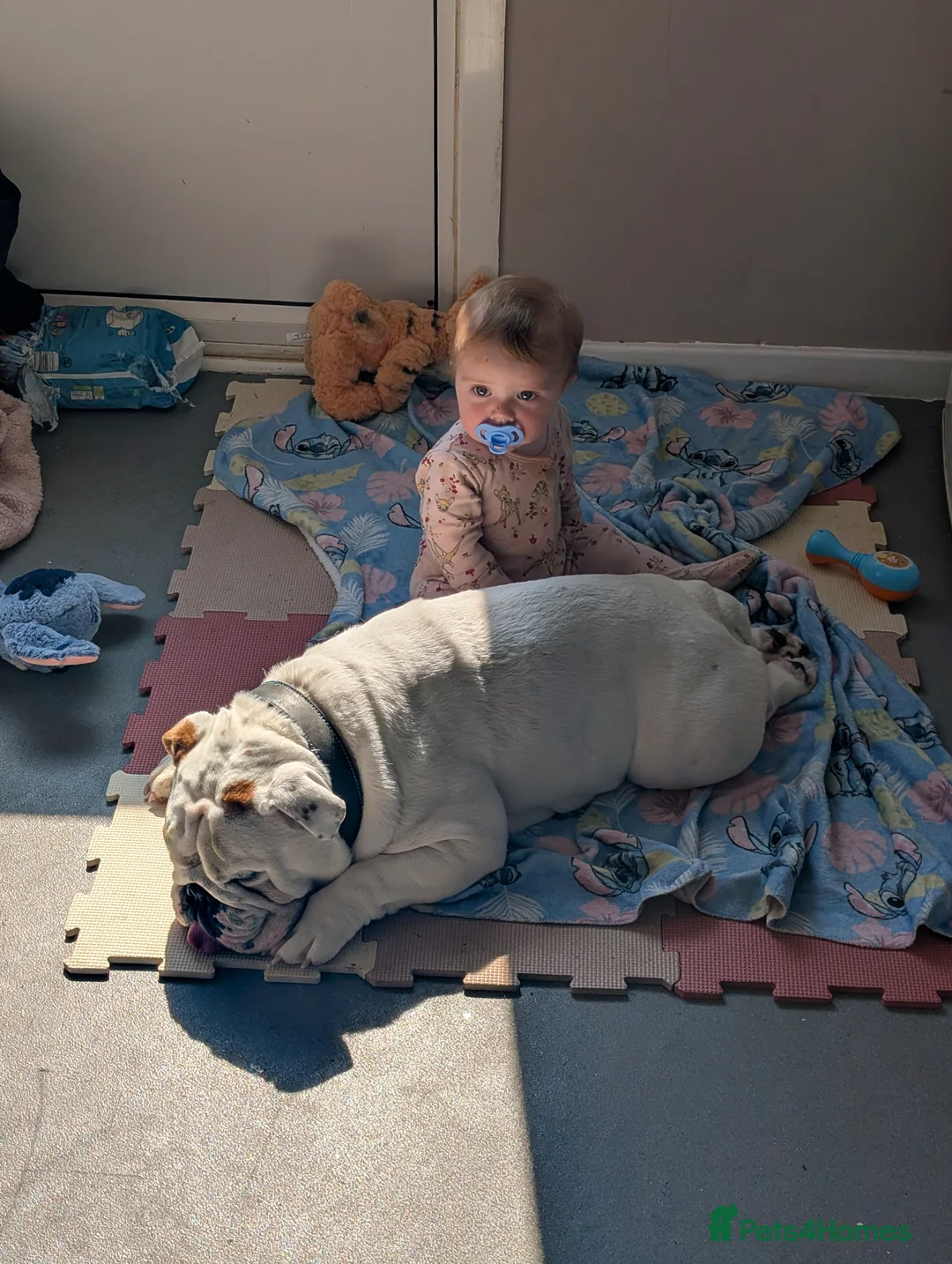 English Bulldog dogs for sale: Eddie male bulldog in Hull - Advert 2