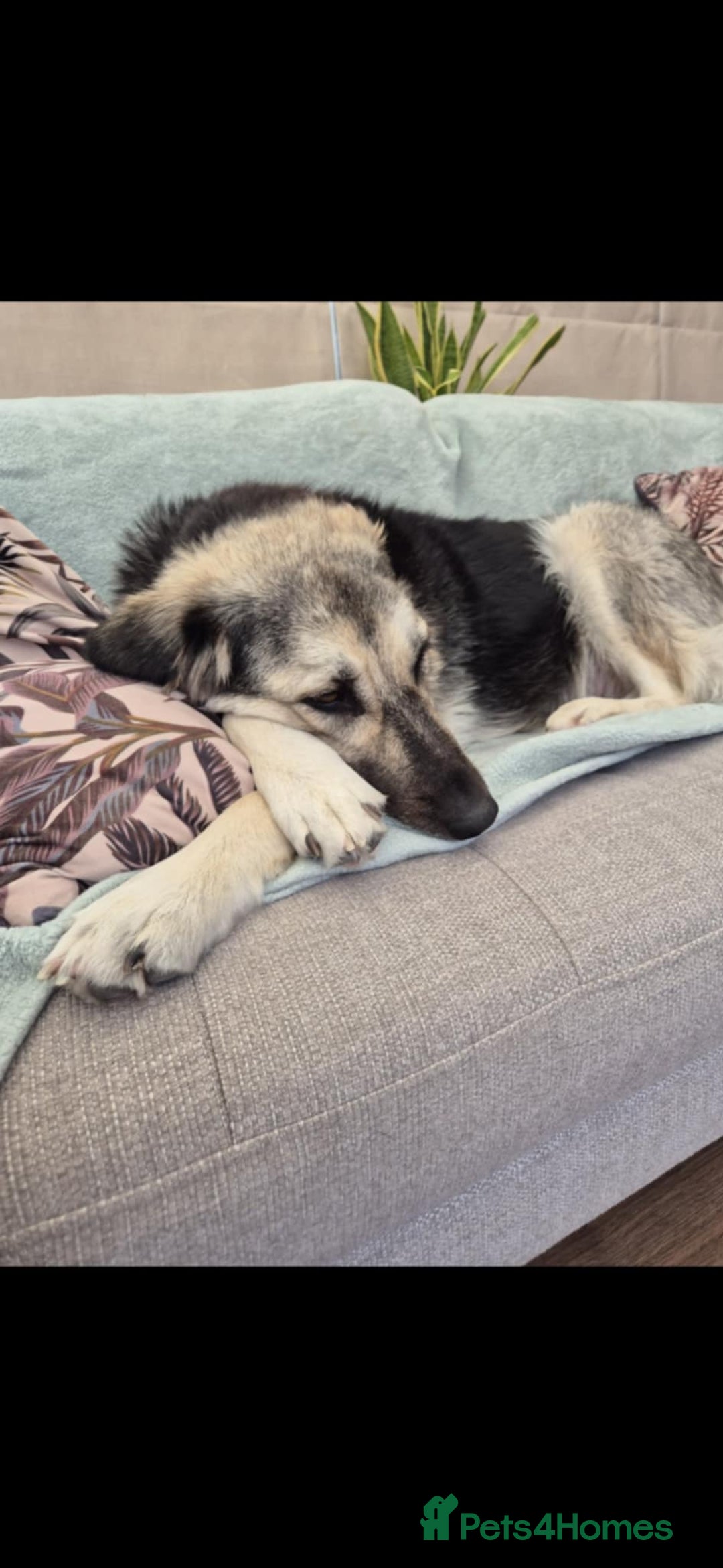 Mixed Breed dogs for adoption: Abbie is saying hi  - Image 10