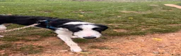 Mixed Breed dogs for sale: MALE lurcher  - Advert 4