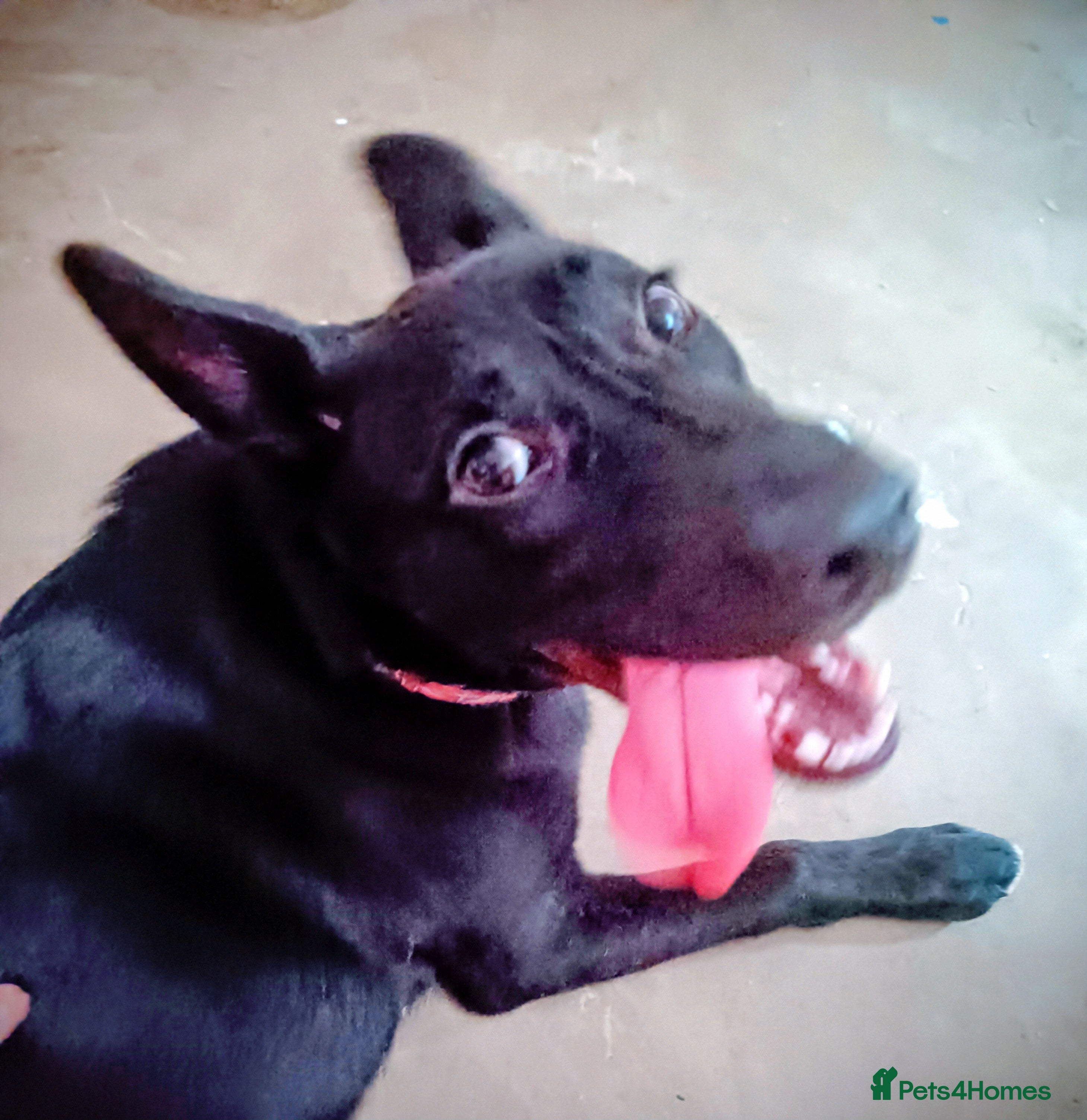 Mixed Breed dogs Tamaskan x pup needing a home - Advert 5