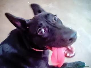 Mixed Breed dogs Tamaskan x pup needing a home - Advert 5