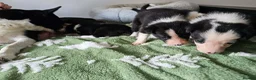 Border Collie dogs for sale: Border Collie Puppies - Advert 19
