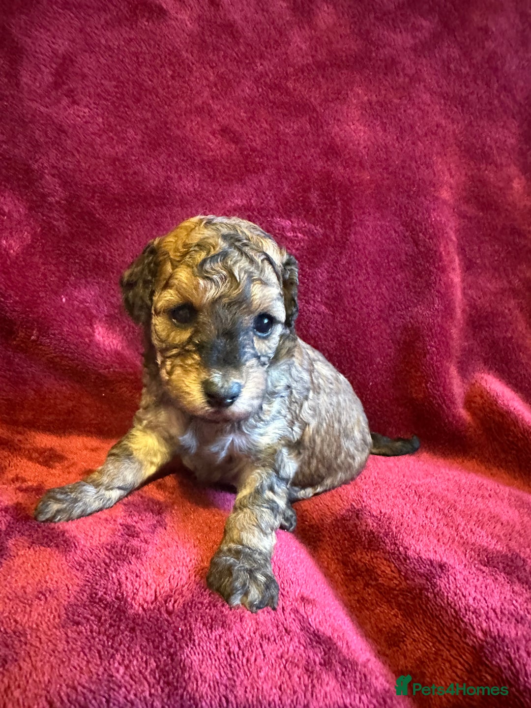 Toy Poodle dogs for sale: 💫🐩Extensively Health tested KC Toy Poodles 🐩💫 - Advert 4