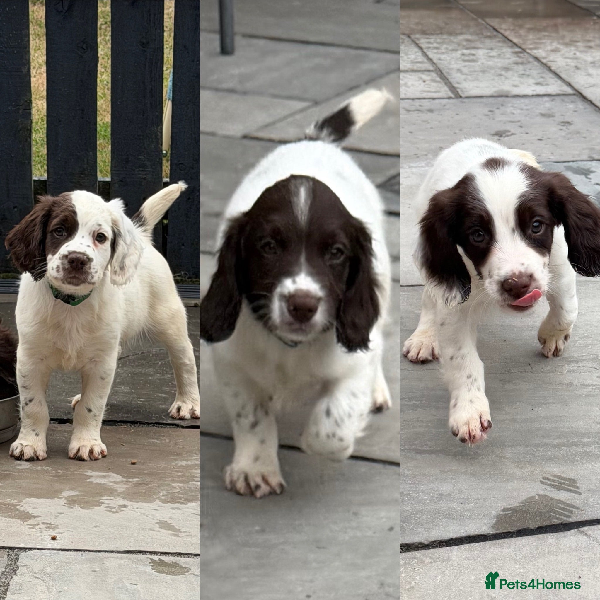 English Springer Spaniel dogs *Ready To Leave* English Springer Spaniel Pups - Advert 1