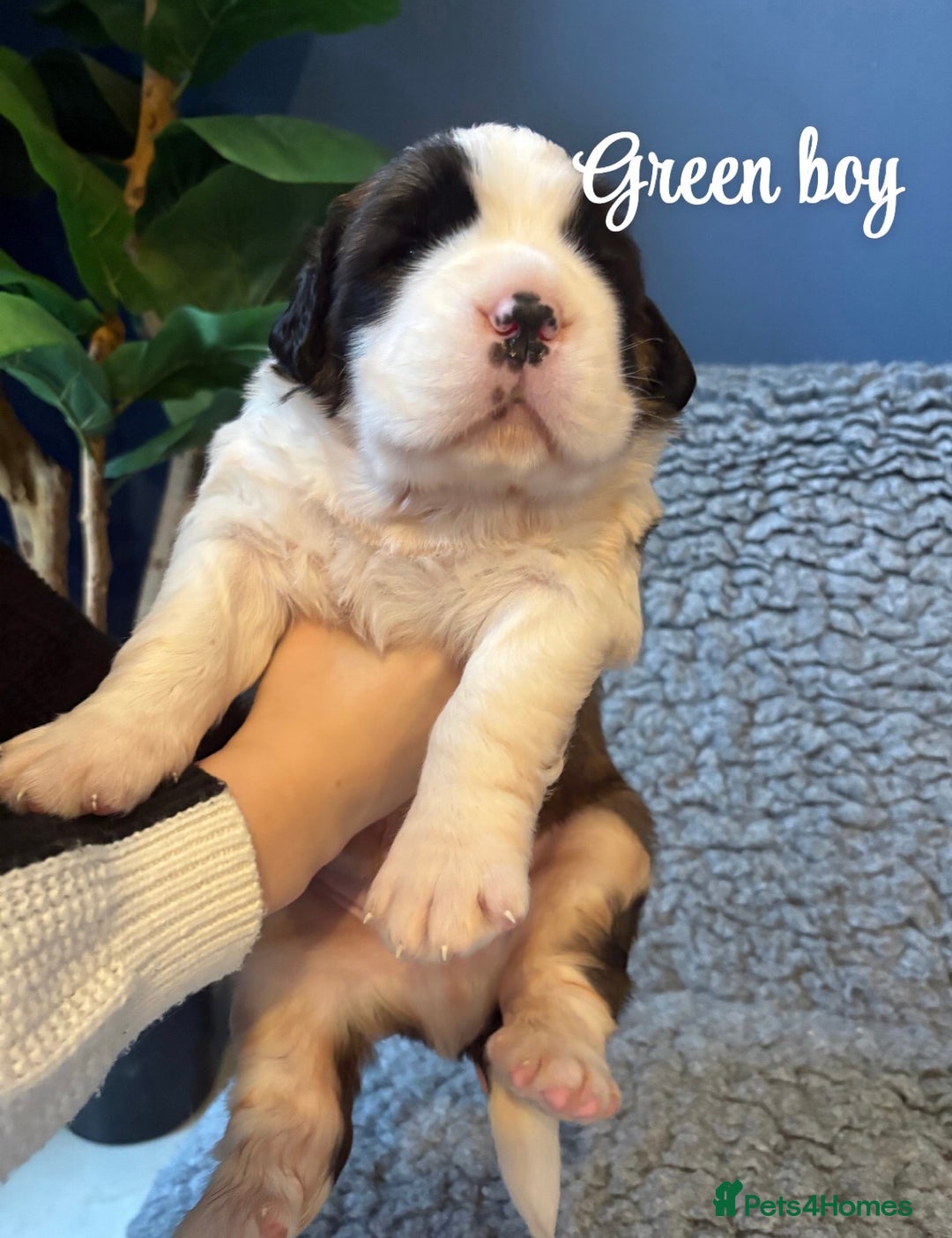 Saint Bernard dogs for sale: Litter of Saint Bernard puppies - Advert 16