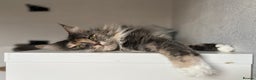 Maine Coon cats for sale: Pedigree registered female maine coon for sale - Advert 9