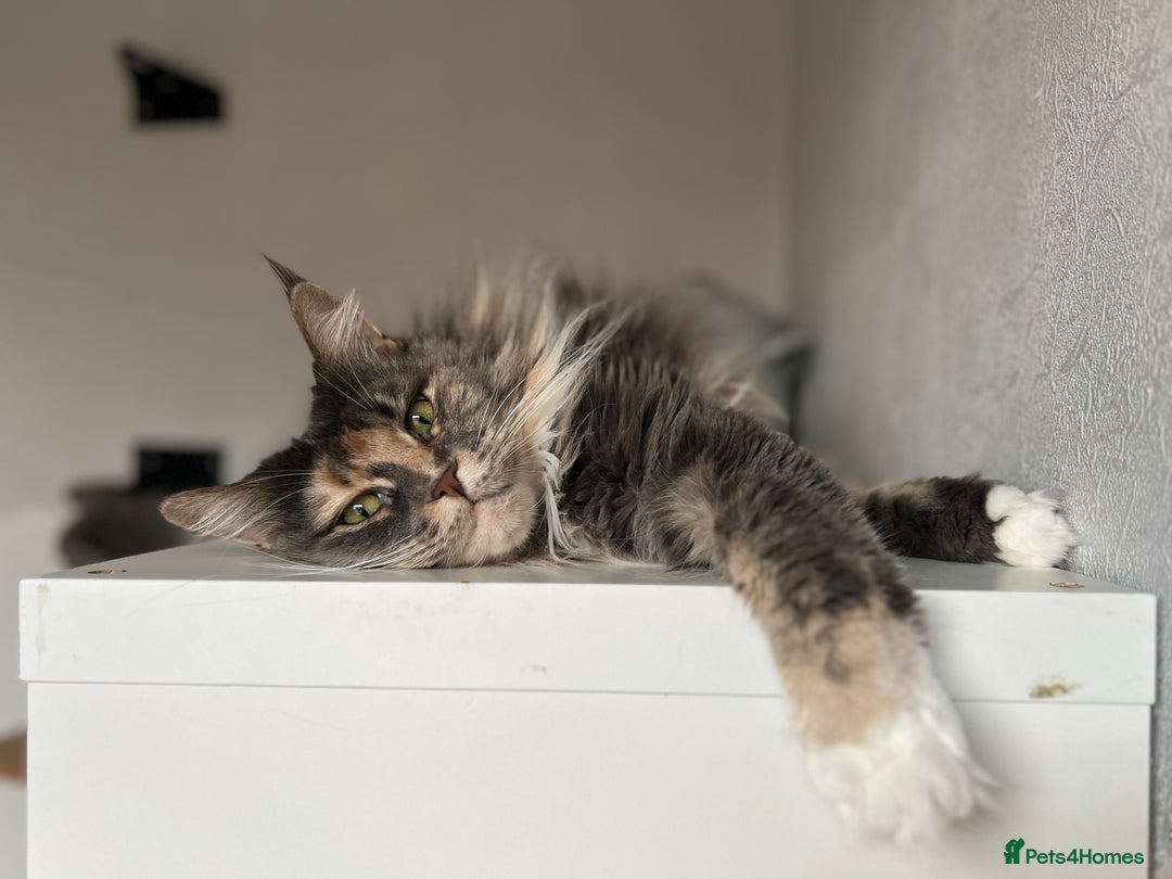 Maine Coon cats for sale: Pedigree registered female maine coon for sale - Advert 9