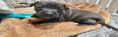 Italian Greyhound 2