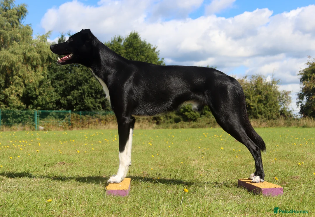 Lurcher dogs for stud: Lurcher - Collie/Whippet Crufts Flyball Champion in Stoke-on-Trent - Advert 5
