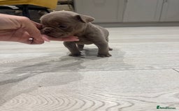 Olde English Bulldogge dogs for sale: Top quality olde English bulldogs - NEBBER REG - Advert 8