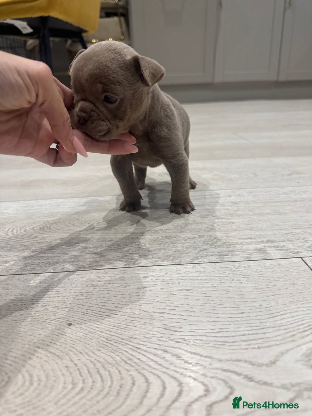 Olde English Bulldogge dogs for sale: Top quality olde English bulldogs - NEBBER REG - Advert 8