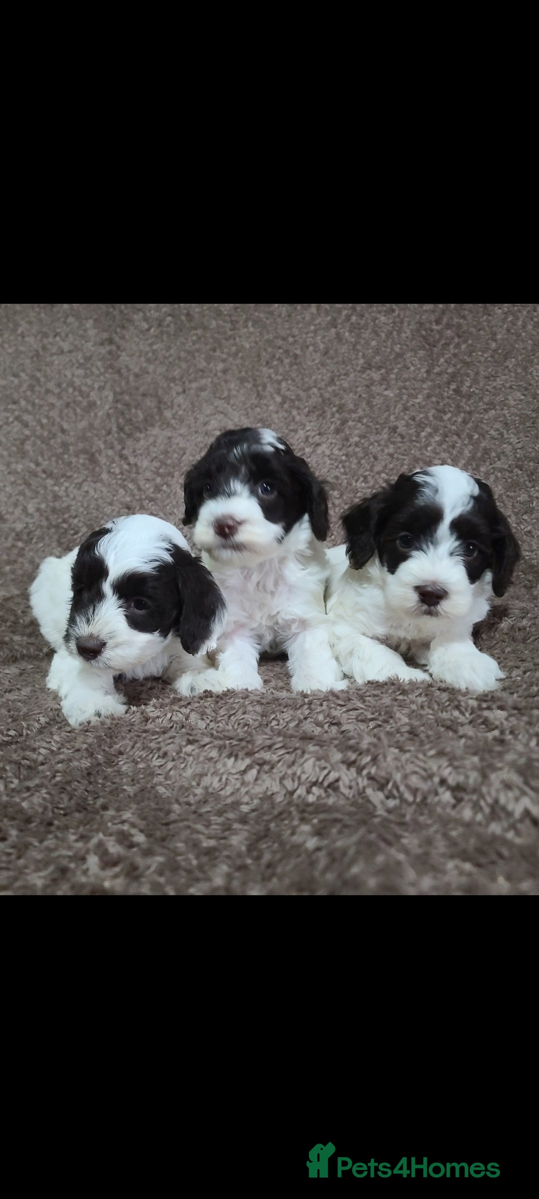 Cavapoo dogs for sale: F1b Cavapoos. Chocolate Parti. HEALTH TESTED - Advert 3