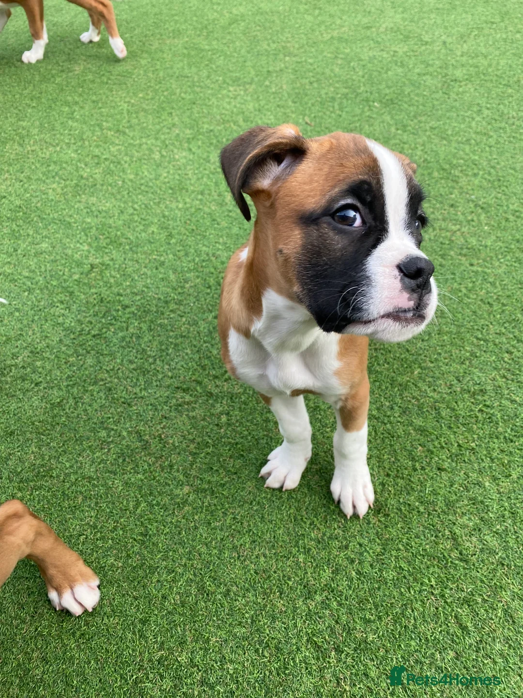 Boxer dogs for sale: Boxer puppies  - Advert 4