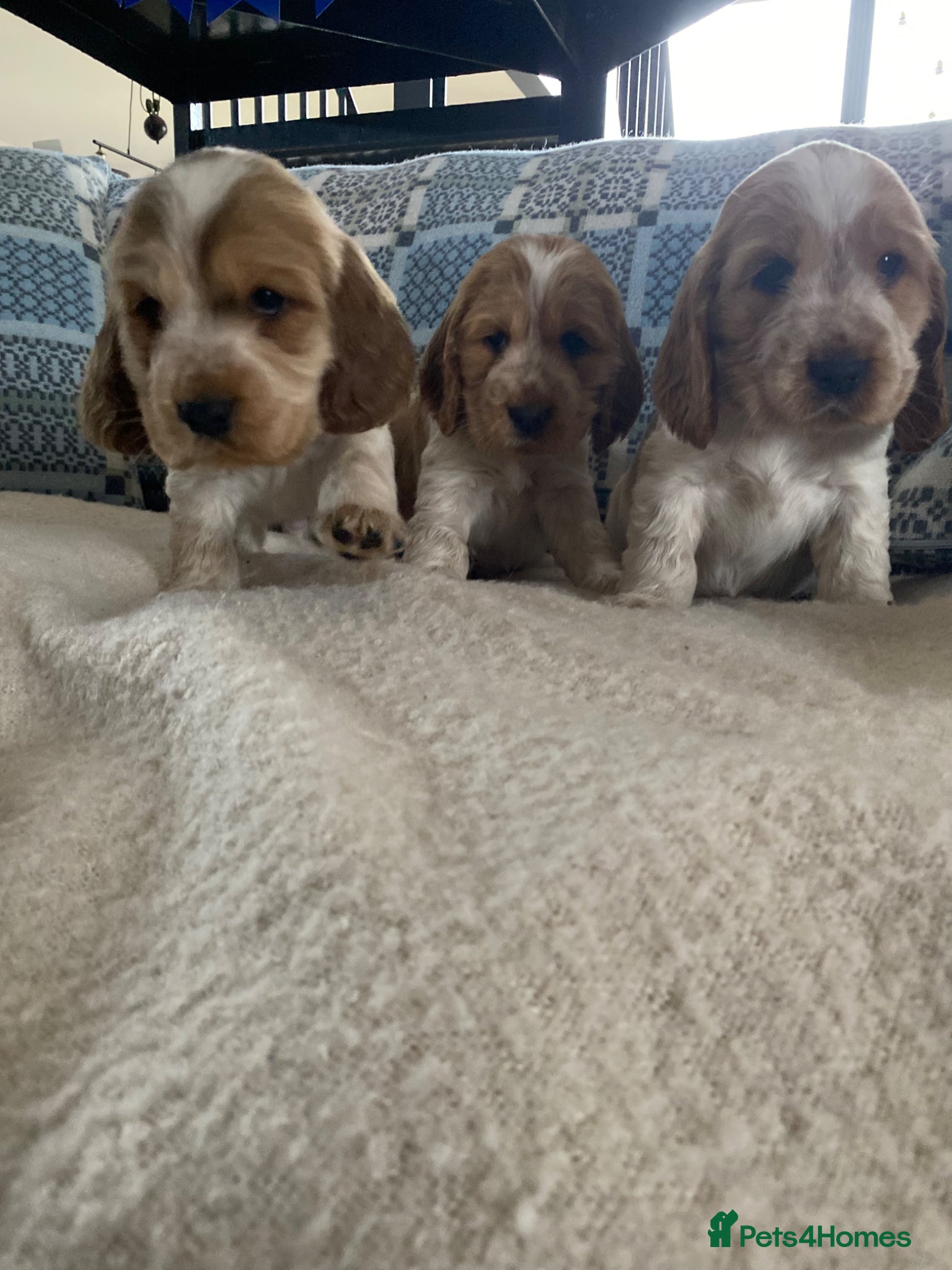 Cocker Spaniel dogs KC/ Healthtested parents. Showtype cockerspaniel🌸 - Advert 1