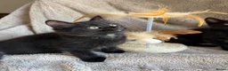 Mixed Breed cats for sale: Gorgeous male ready to go - Advert 4