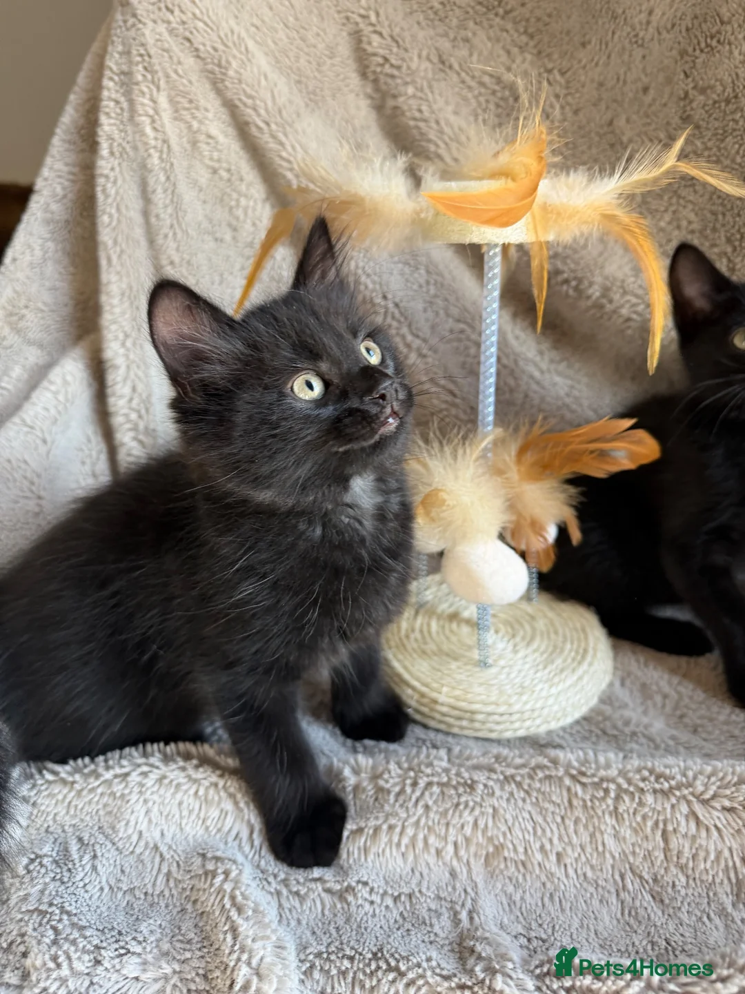 Mixed Breed cats for sale: Gorgeous male ready to go - Advert 4