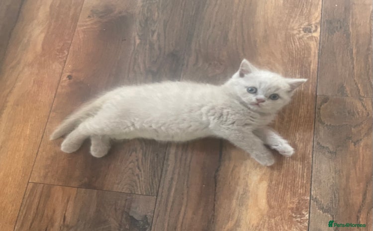 British Shorthair cats - Advert 3