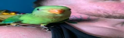 Parakeets birds for sale: RARE Baby tame superb parakeets  - Advert 6