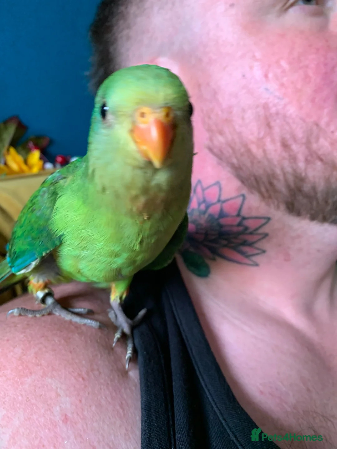 Parakeets birds for sale: RARE Baby tame superb parakeets  - Advert 6