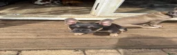 French Bulldog dogs for sale: 7 month old Frenchie girls - Advert 4