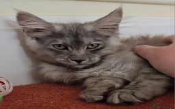 Maine Coon cats for sale: Maine Coon Kittens READY NOW - Image 6