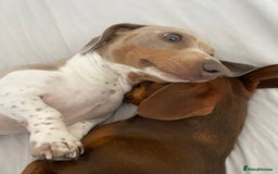 Miniature Dachshund dogs for stud: Smooth haired piebald miniature dachshund  - Image 1