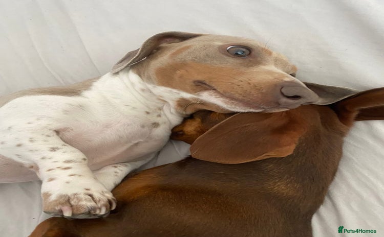 Miniature Dachshund dogs - Advert 14