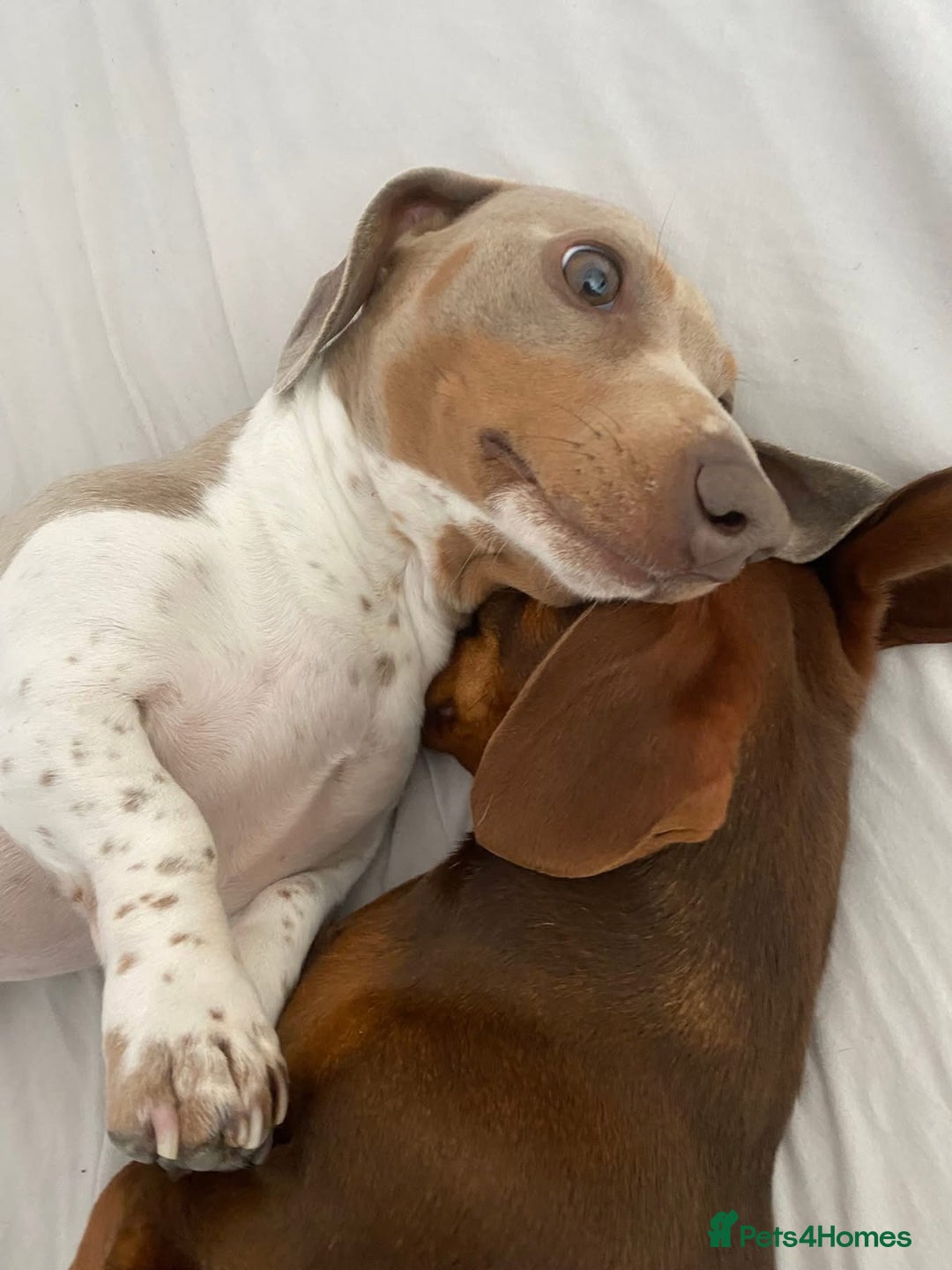 Miniature Dachshund dogs for stud: Smooth haired piebald miniature dachshund  - Image 1