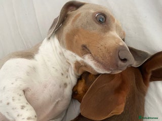 Miniature Dachshund dogs - Advert 5