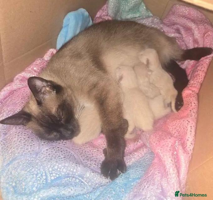 Siamese cats Blue-Eyed Bundles of Pure Cuteness–Siamese Kittens - Advert 1