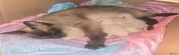 Siamese cats for sale: Blue-Eyed Bundles of Pure Cuteness–Siamese Kittens in Birmingham - Advert 1