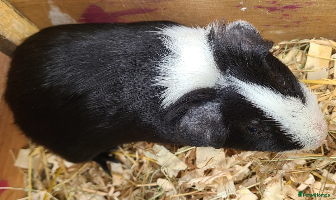 Guinea Pig rodents for sale: Guinea Pigs in South Brent - Advert 4