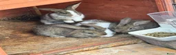 Mixed Breed rabbits for sale: 5 bunnies .3 Boys and 2 girls . - Advert 9