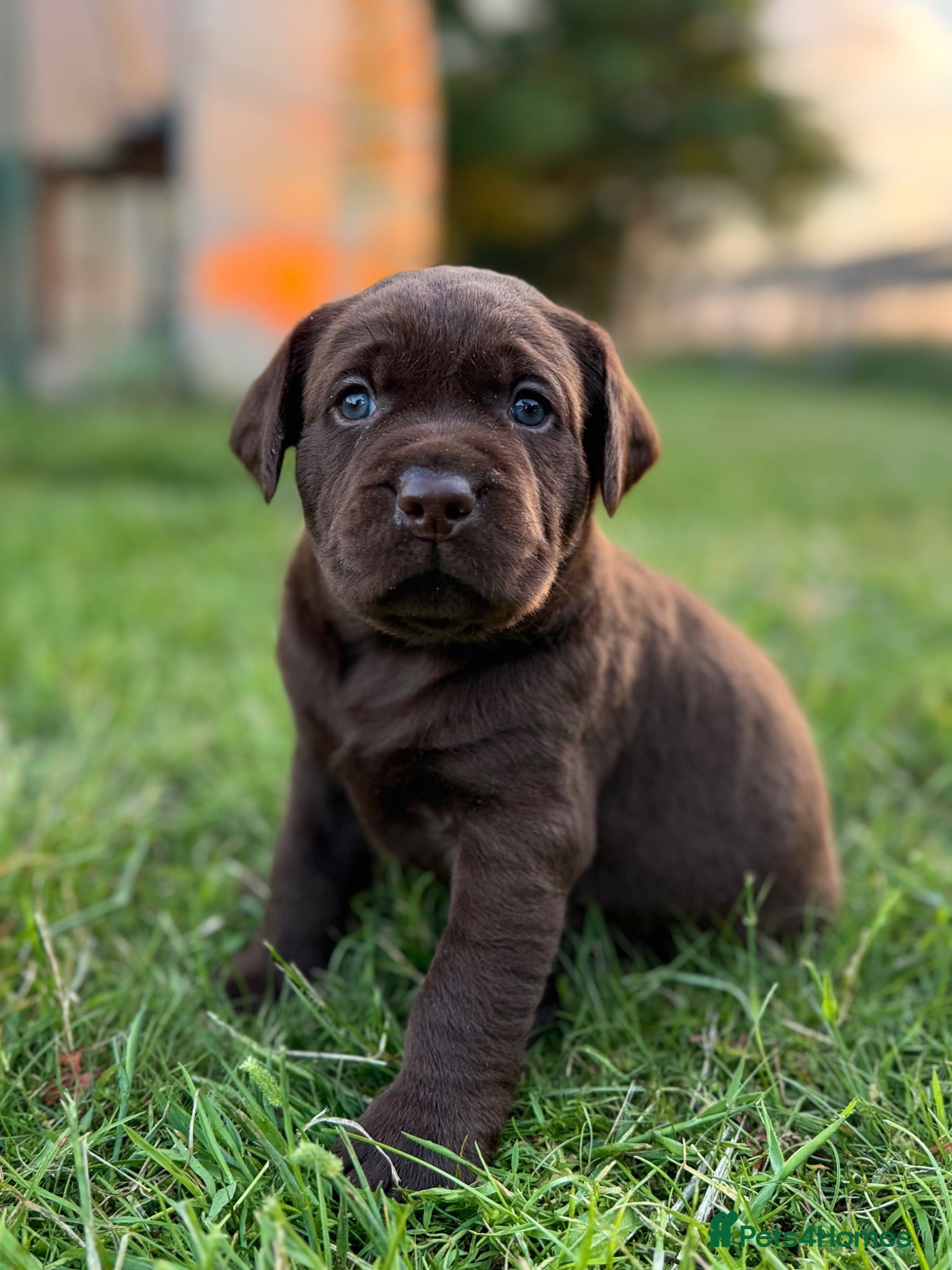 Labrador Retriever dogs Kc registered Labradors from 5⭐️ licensed breeder - Advert 1