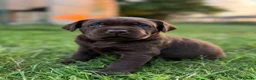Labrador Retriever dogs for sale: Kc registered Labradors from 5⭐️ licensed breeder - Advert 1