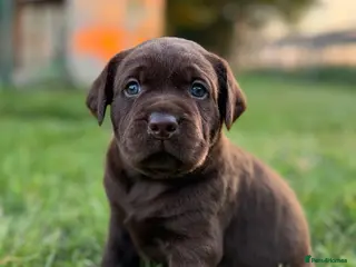 Labrador Retriever dogs for sale: Kc registered Labradors from 5⭐️ licensed breeder - Advert 1