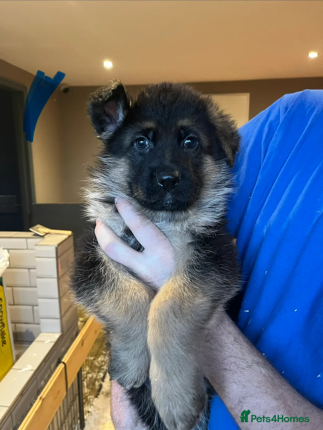 German Shepherd dogs for sale: Beautiful KC reg German Shepherd puppies for sale  - Advert 6