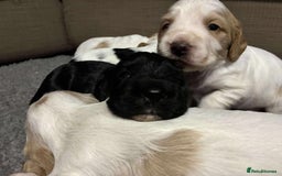 Cocker Spaniel dogs for sale: Lemon and white working cocker spaniels  - Image 1
