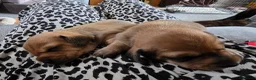 Dachshund dogs for sale: Shaded red Dachshund puppies in Barrow-upon-Humber - Advert 1